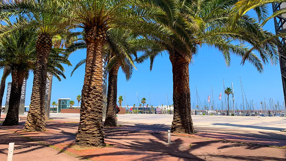 Palm trees and marina views along the Barceloneta waterfront on the Barcelona Gothic Quarter & Coast Bike Tour.