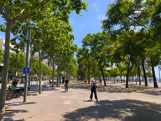 Tree-lined pedestrian and bike path along Passeig de Colom near the port.
